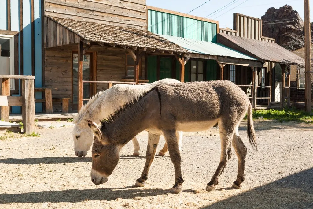 亚利桑那州奥特曼的店面，前景是两头美洲驴，阿兹的遗愿清单上的一个地方