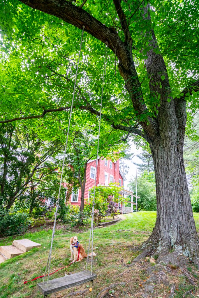 阿普尔伍德庄园后院的一棵树上挂着一架木秋千，这是一间阿什维尔式的住宿和早餐房
