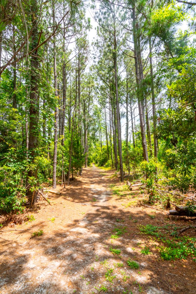 绿宝石岛森林公园的松树小径，是绿宝石岛最值得做的事情之一