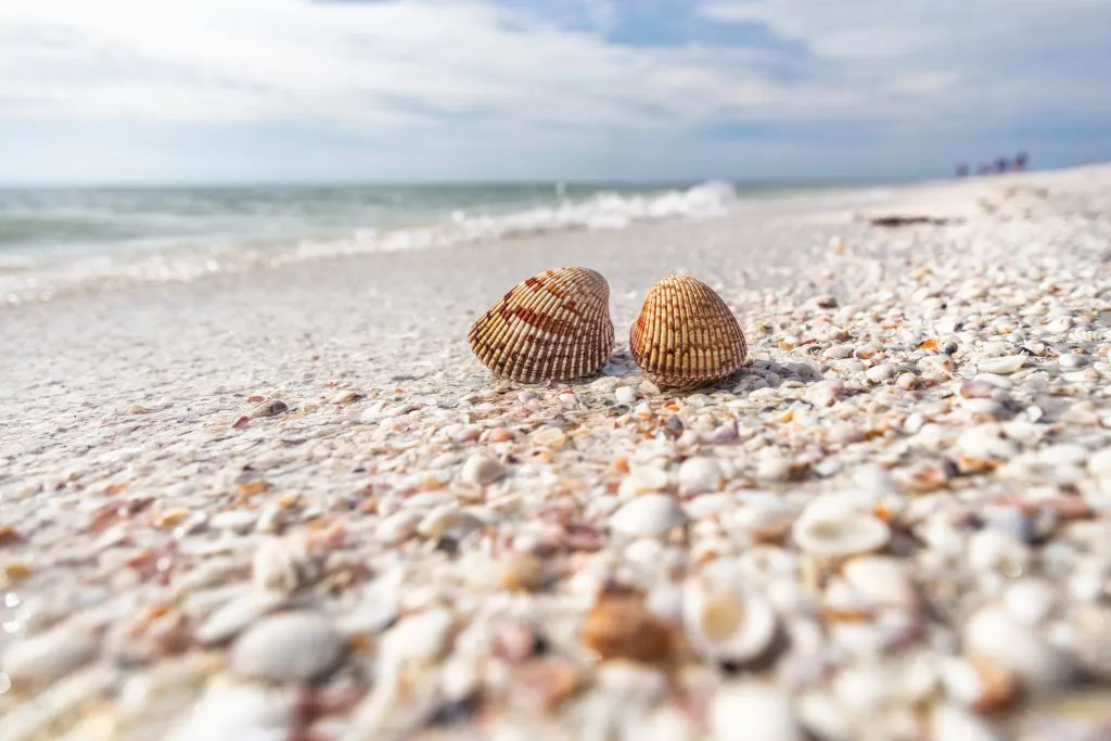 在美国11月的佛罗里达海滩上，收集贝壳的焦点集中在其中的两个贝壳上