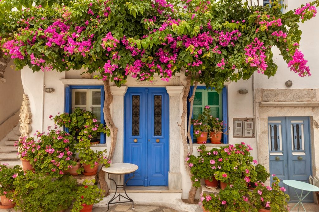白色建筑上有蓝色的门，周围是粉色的花，在tinos上，这是希腊岛之旅的有趣的一站
