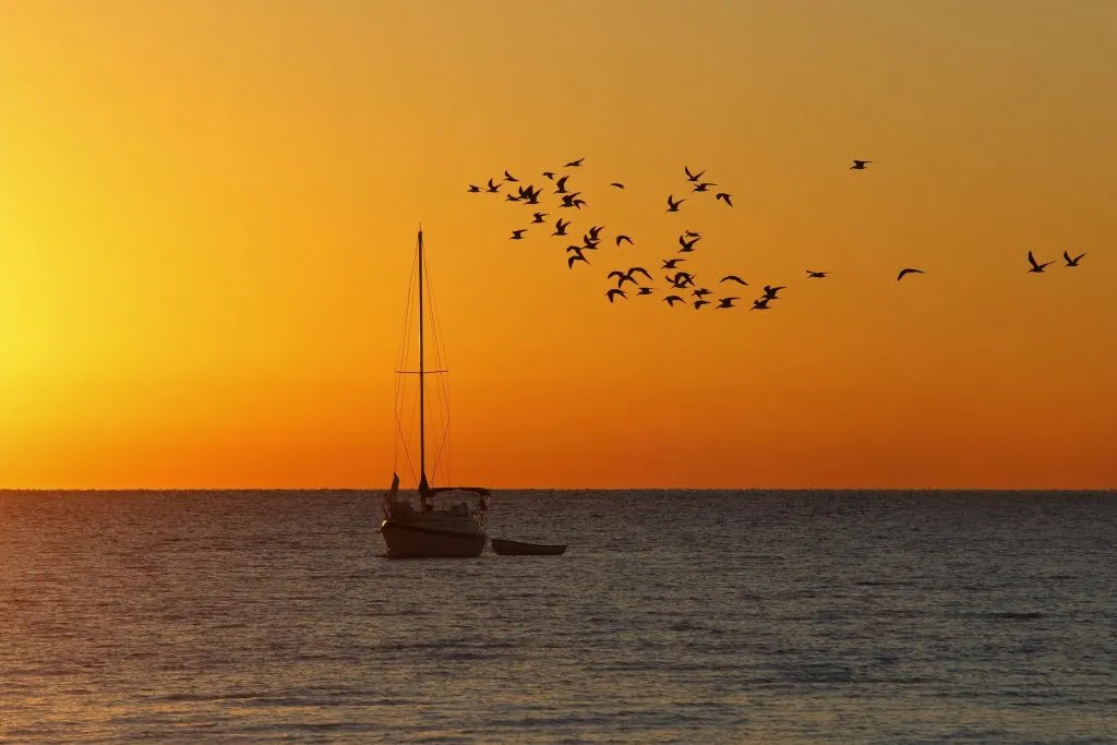 在美国11月度假胜地佛罗里达州的雪松岛，日出时与一群海鸥在水中航行