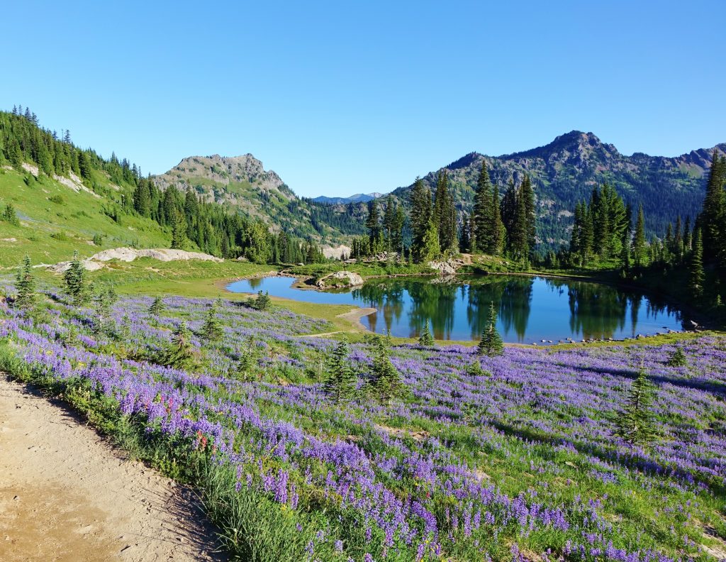 紫色的野花与池塘和山脉在太平洋山脊小径的背景