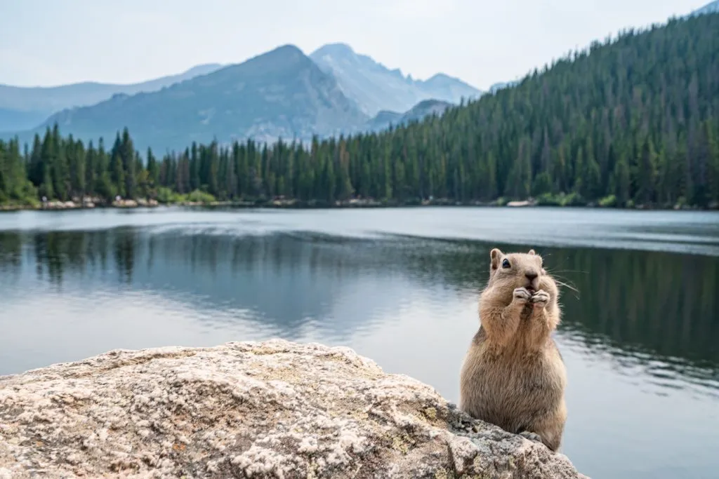 科罗拉多州落基山国家公园熊湖前的花栗鼠