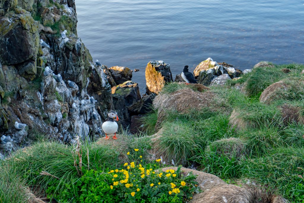 7月博格峡湾的冰岛海雀