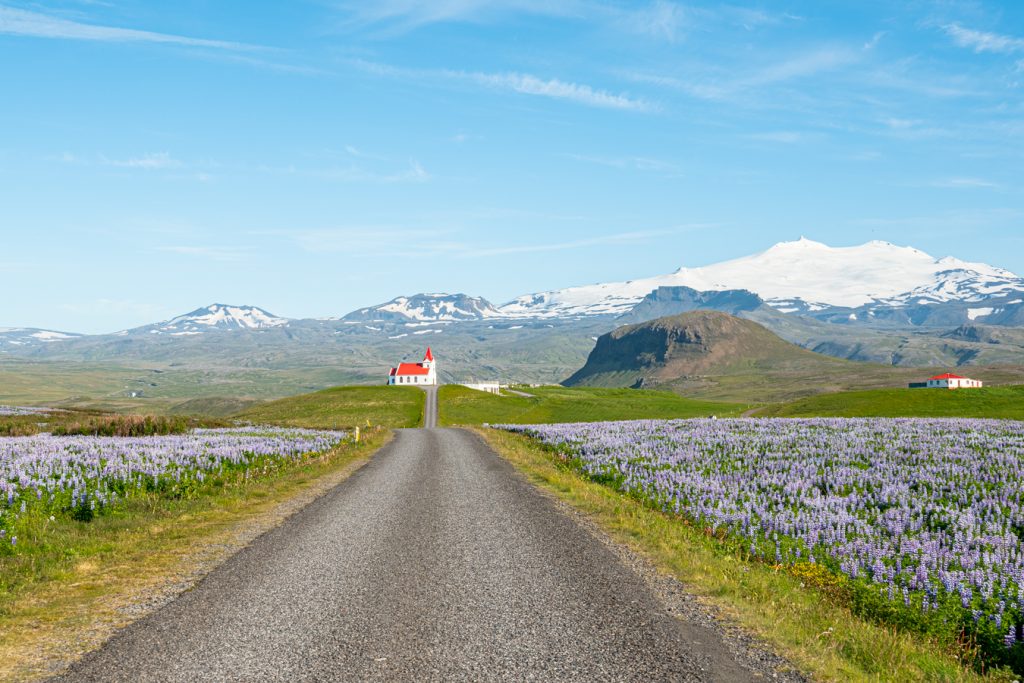 冰岛的乡村公路，尽头是教堂，两边是羽扇豆，计划去冰岛旅行