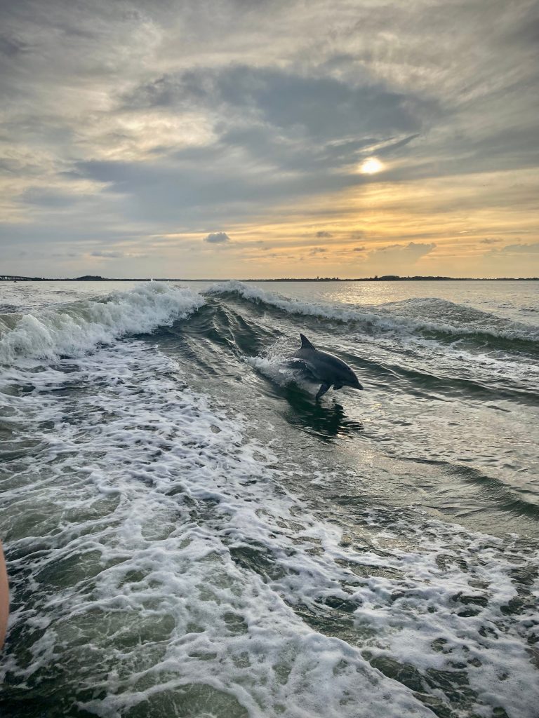 日落时分海豚跃出水面，这是乔治亚州泰比岛最值得做的事情之一