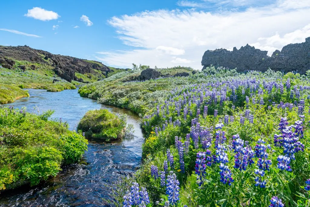 沿着河边盛开的羽扇豆如何计划去冰岛旅行