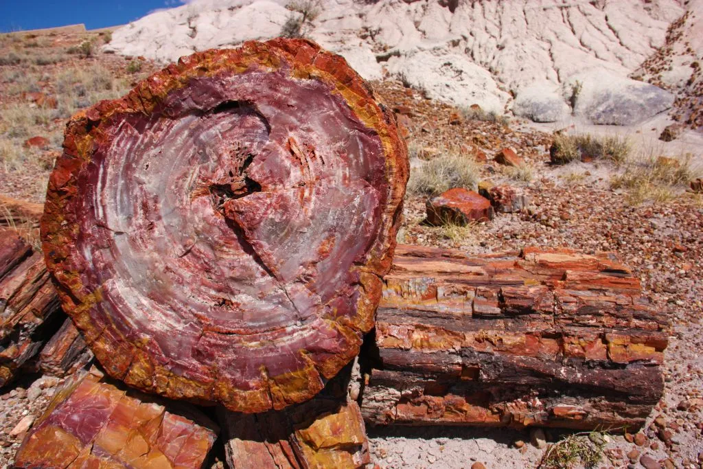 亚利桑那州的石化原木，美国隐藏的宝石