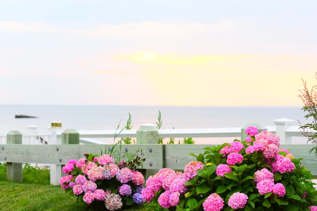 日落时分在长岛北叉海岸上盛开的绣球花