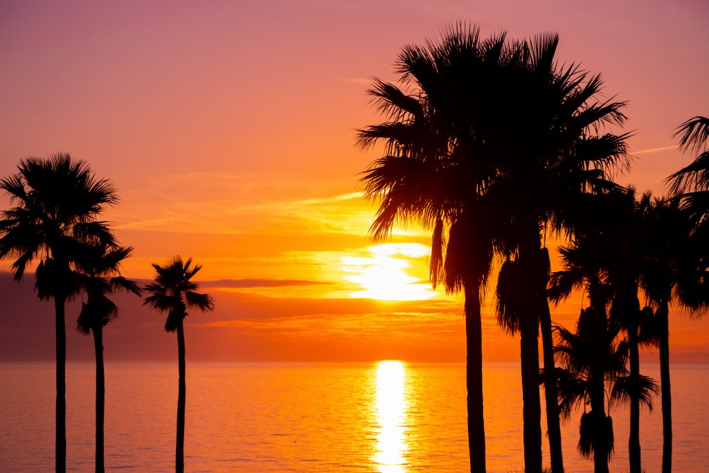 佛罗里达安娜玛利亚岛棕榈树后的日落