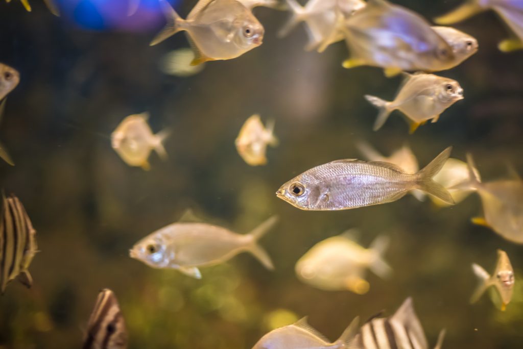 小鱼在北卡罗莱纳水族馆游泳
