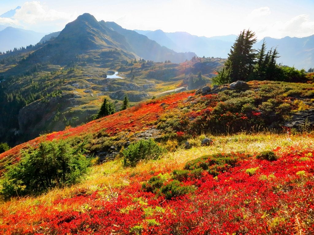 红色和白色的野花盛开在北瀑布国家公园华盛顿