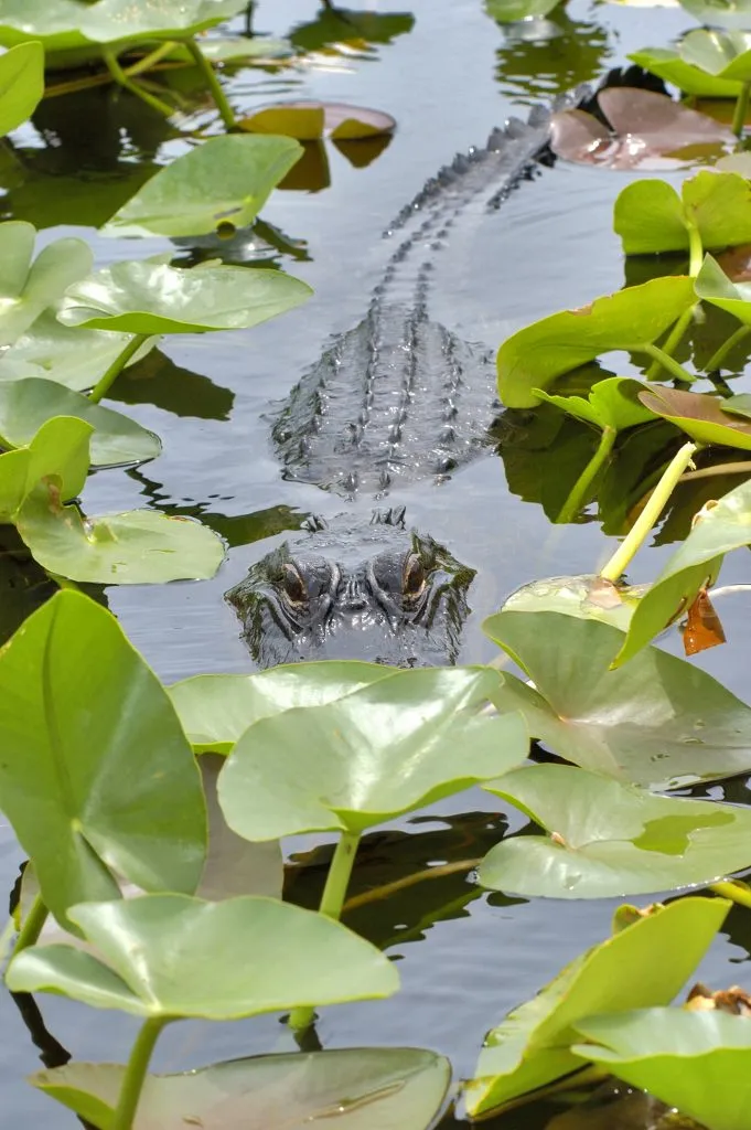 在佛罗里达州的大柏树国家保护区，一只短吻鳄在水中的树叶中