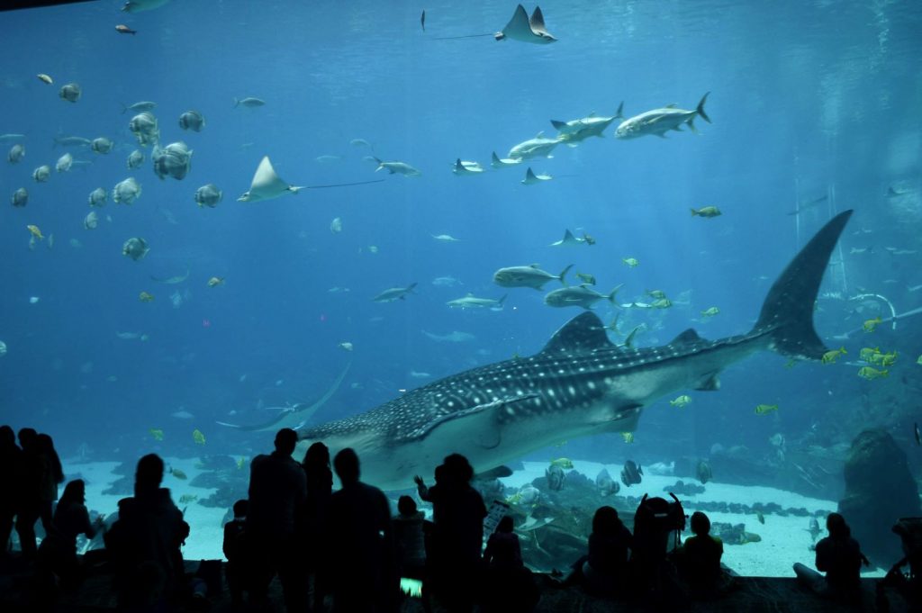 参观亚特兰大水族馆的游客正在观察一个大鱼缸，这是乔治亚州亚特兰大最好的景点之一