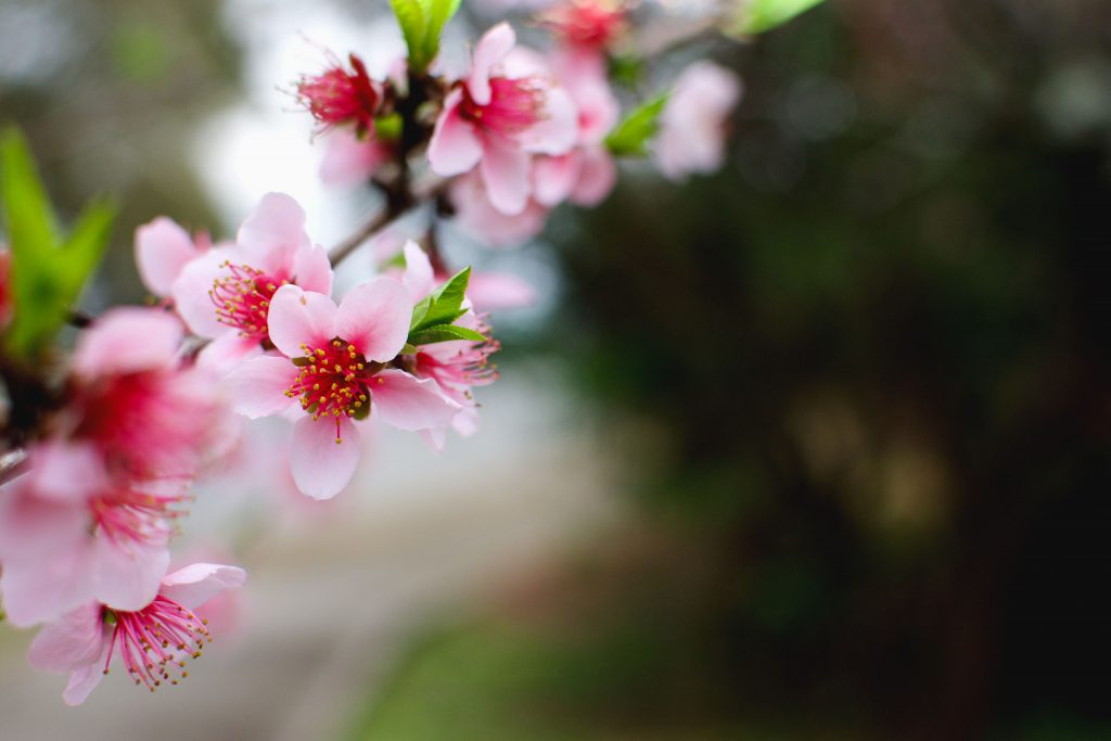 在一个为期3天的周末亚特兰大在春天的樱花特写