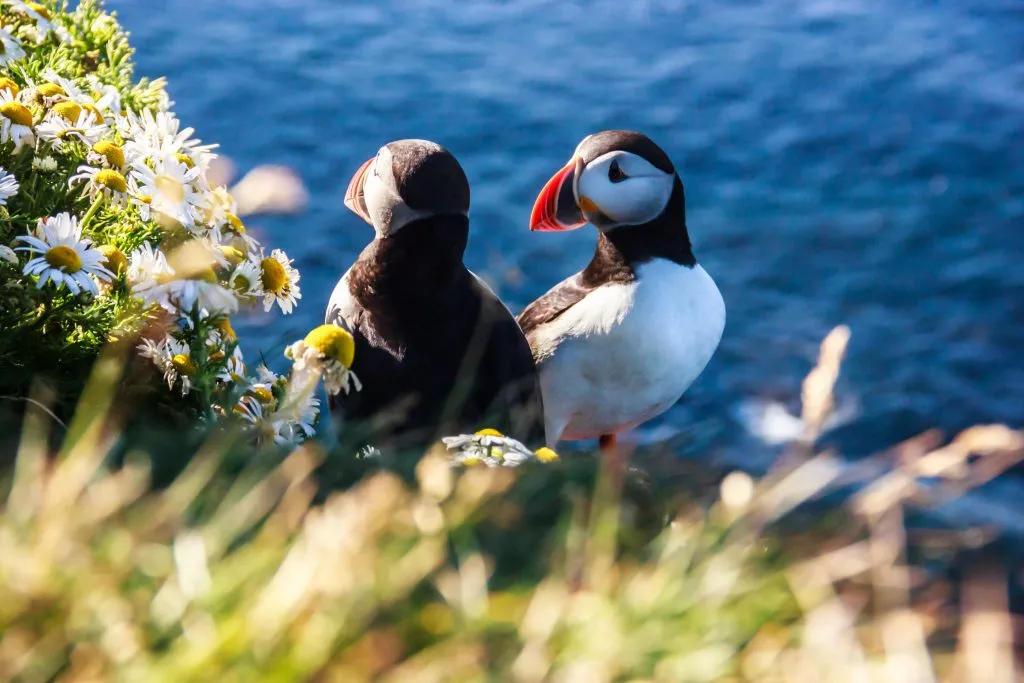 冰岛海岸上的两只海雀，这是冰岛遗愿清单上最好的事情之一