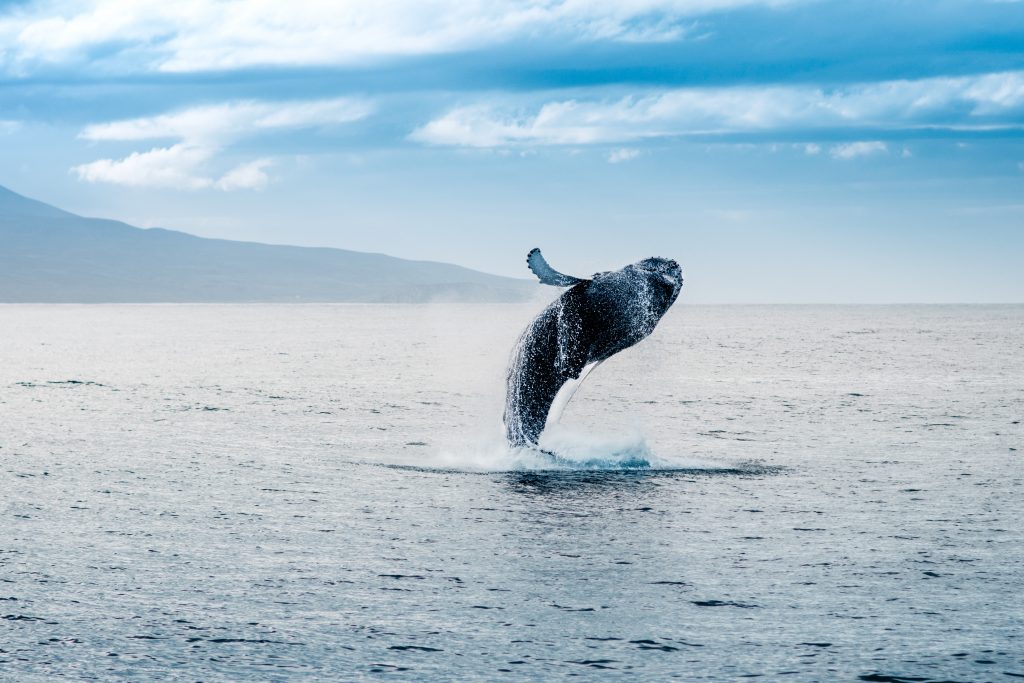 鲸鱼跳出水面在冰岛做的事情