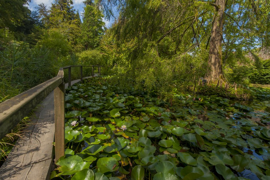 植物园里的睡莲和小木桥