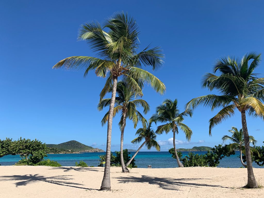 圣托马斯蓝宝石海滩上的棕榈树与加勒比海在远处