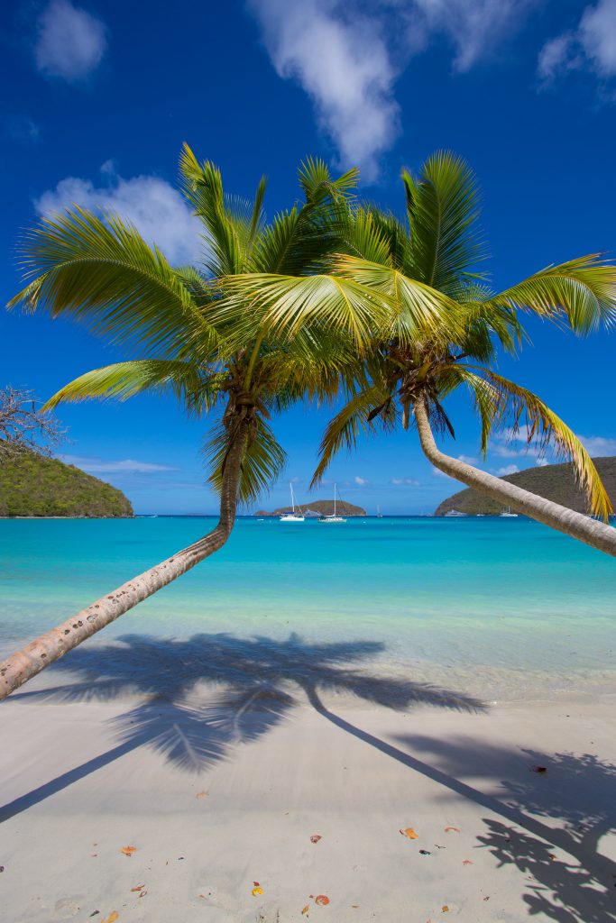 两棵棕榈树斜靠在马豪湾海滩的水面上，这是美国维尔京群岛最好的海滩之一