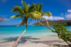 两棵棕榈树斜倚在马豪湾海滩上，这是圣约翰维尔京群岛最好的海滩之一