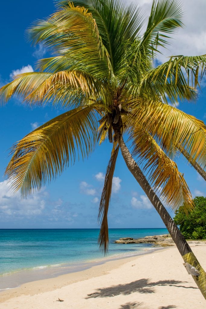 在维尔京群岛最好的圣克罗伊海滩上的棕榈树