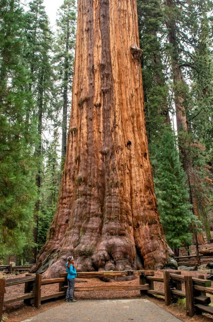 站在谢尔曼将军树前的人，这是加州最美丽的地方之一
