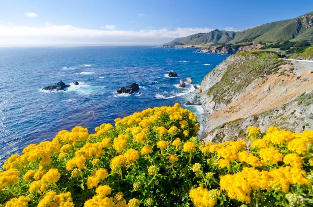黄花沿着太平洋海岸高速公路盛开，是加利福尼亚最美丽的度假胜地