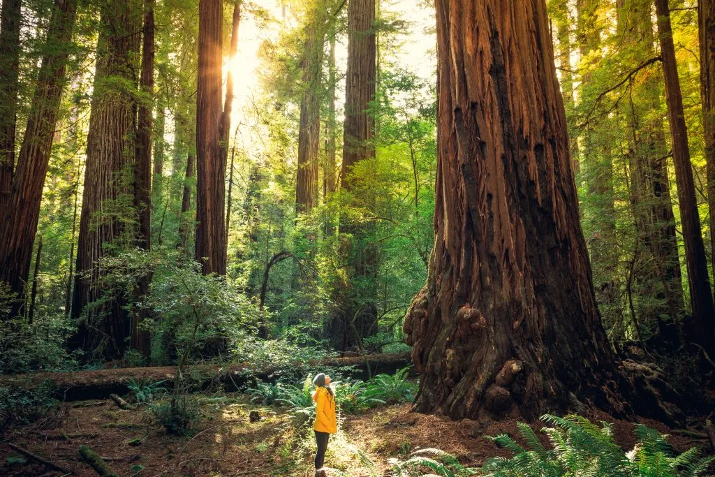 一名身穿黄色夹克的女子在美国加利福尼亚州的红杉林中徒步旅行