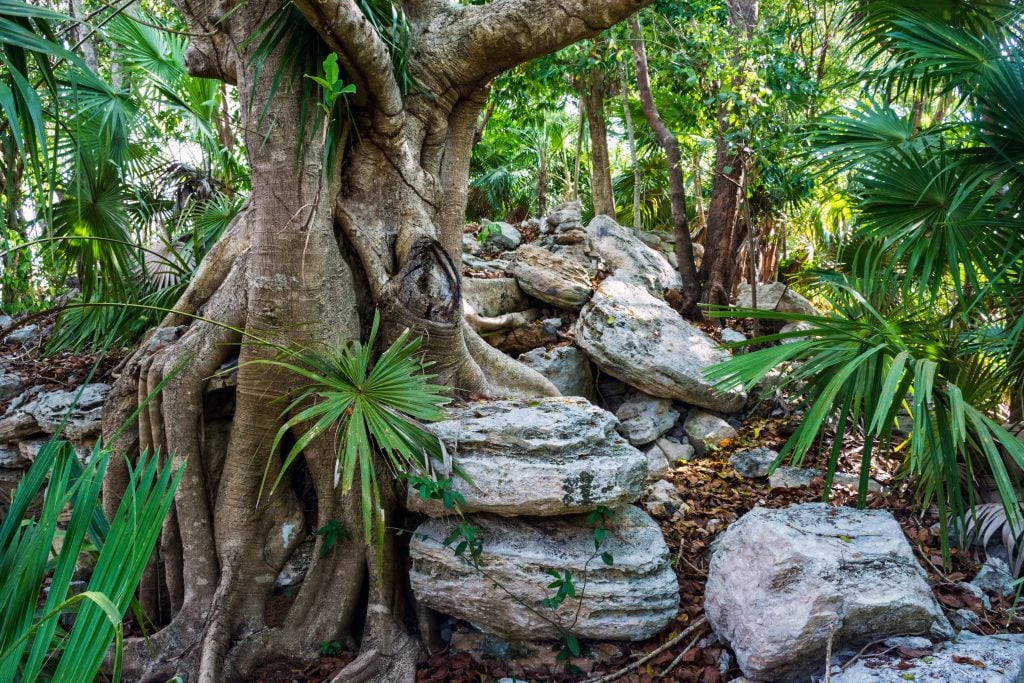 一棵生长在墨西哥里维埃拉玛雅遗址中的树