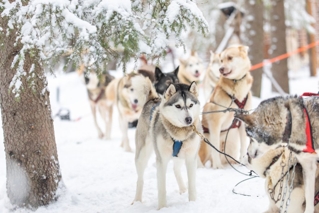 在芬兰的拉普兰，西伯利亚哈士奇准备乘坐狗拉雪橇，这是冬季游览欧洲最好的地方之一
