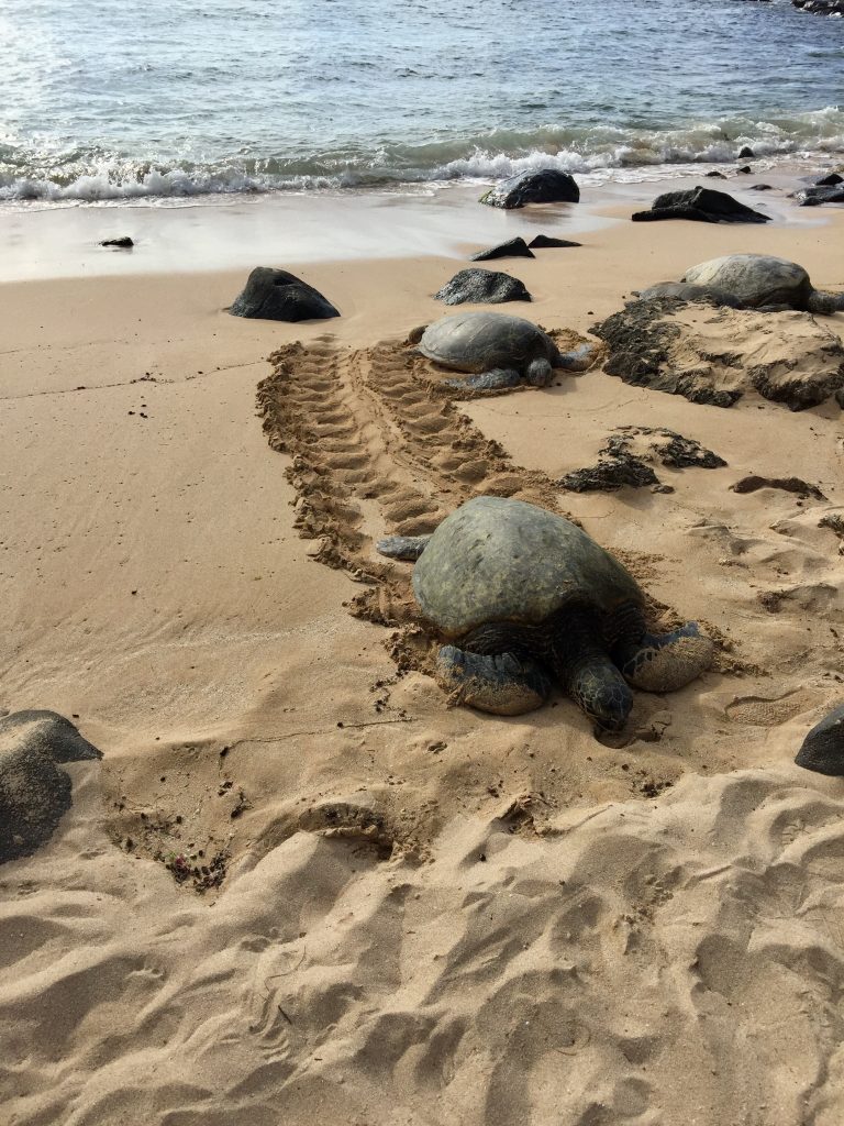 Laniakea海滩上的夏威夷绿海龟，这是夏威夷瓦胡岛最好的旅游景点之一