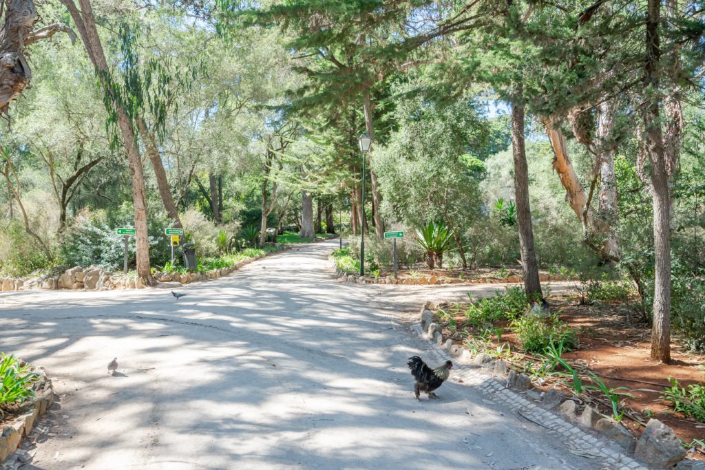 在卡尔莫纳公园(Parque Marechal Carmona)，一条有阴影的小路，一只鸡正在穿过它，这是葡萄牙卡斯凯什最好的旅游景点之一