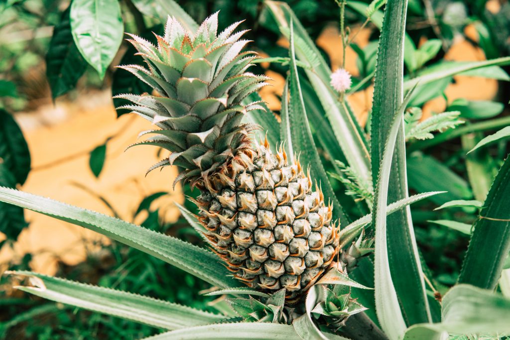 生长在夏威夷的青菠萝，是瓦胡岛最值得一看的景点之一