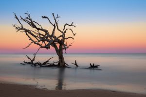 夕阳下浮木海滩的水面上光秃秃的树，这是在乔治亚州杰基尔岛最好的事情之一