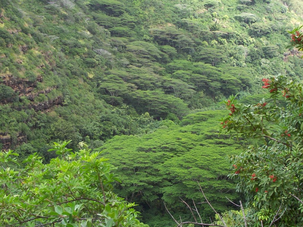 夏威夷瓦胡岛的茂密森林