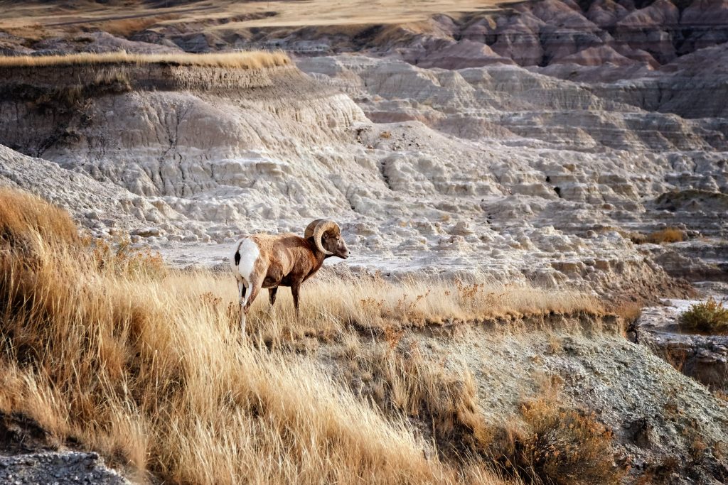 在中西部荒地国家公园的公路旅行中看到的大角羊