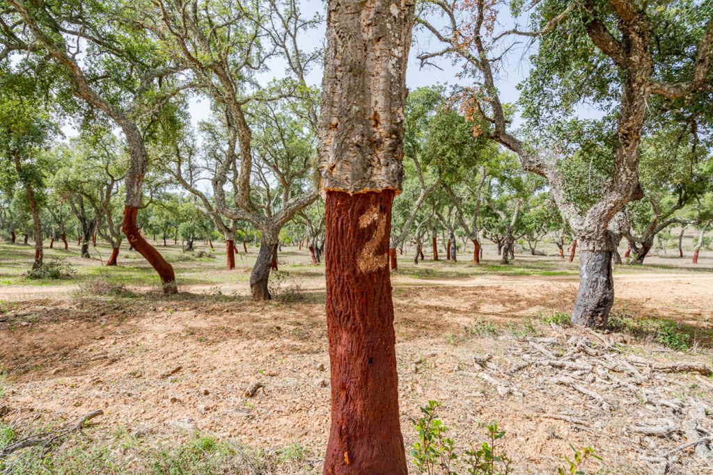 阿连特霍的葡萄牙软木森林，前景是收获的软木树