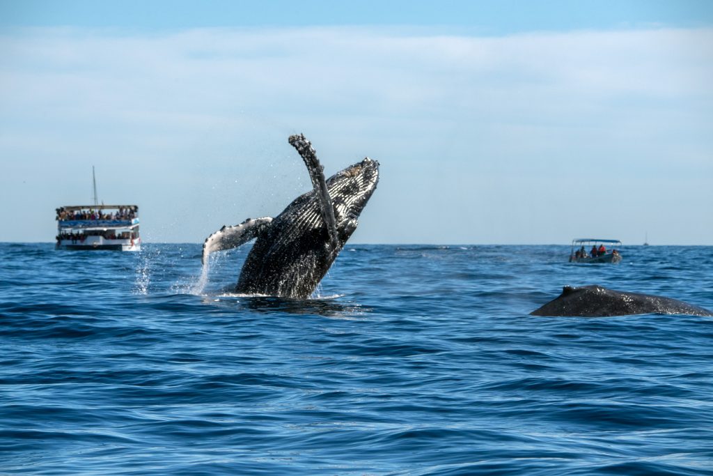 在毛伊岛附近，座头鲸跃出水面，背景是旅游船，毛伊岛是美国最好的冬季度假目的地之一