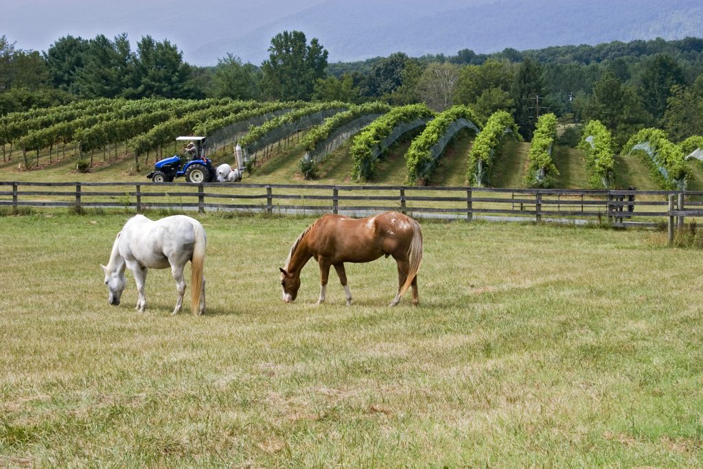 弗吉尼亚州的葡萄园，前景是两匹马，背景是葡萄藤