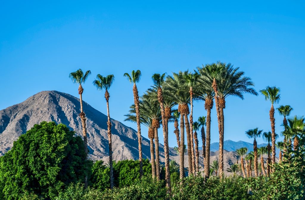 加州棕榈泉的棕榈树以山脉为背景，是美国冬季一个温暖的度假胜地