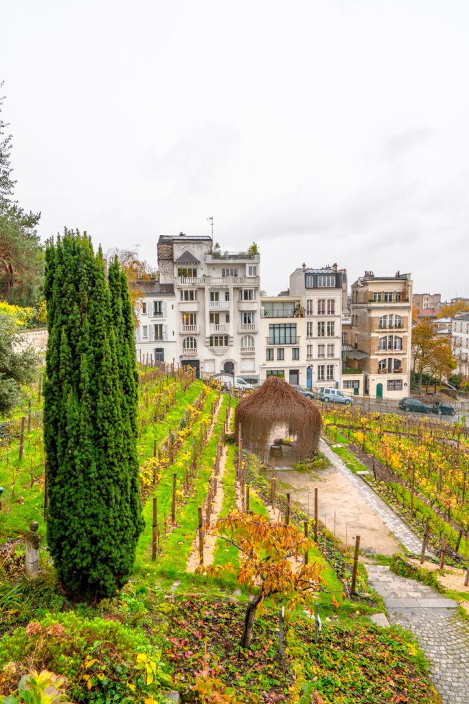 从蒙马特博物馆花园俯瞰le clos Montmartre巴黎葡萄园，这是蒙马特村最好的景点之一