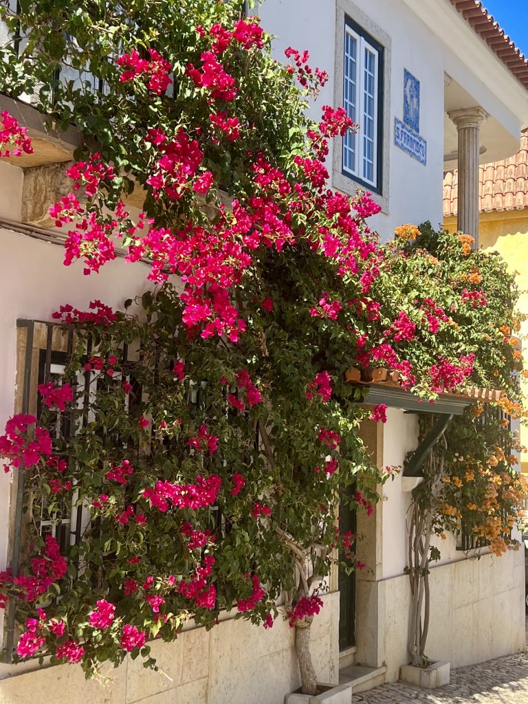 在葡萄牙卡斯凯，白色的房子被粉红色的花朵覆盖，这是葡萄牙卡斯凯一天中的美丽景色